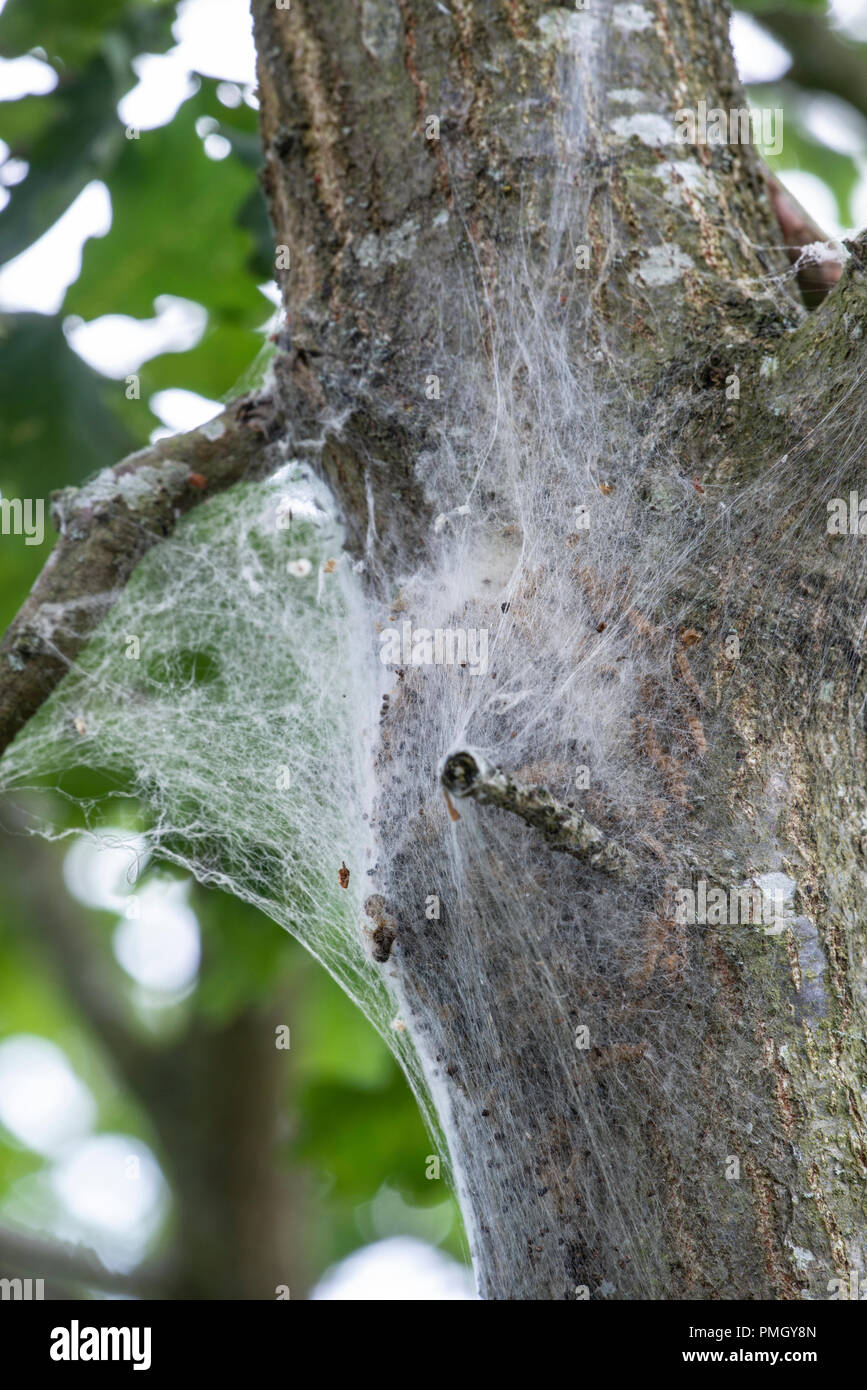 Oak processionary moth (Thaumetopoea processionea) Nest in Oak tree