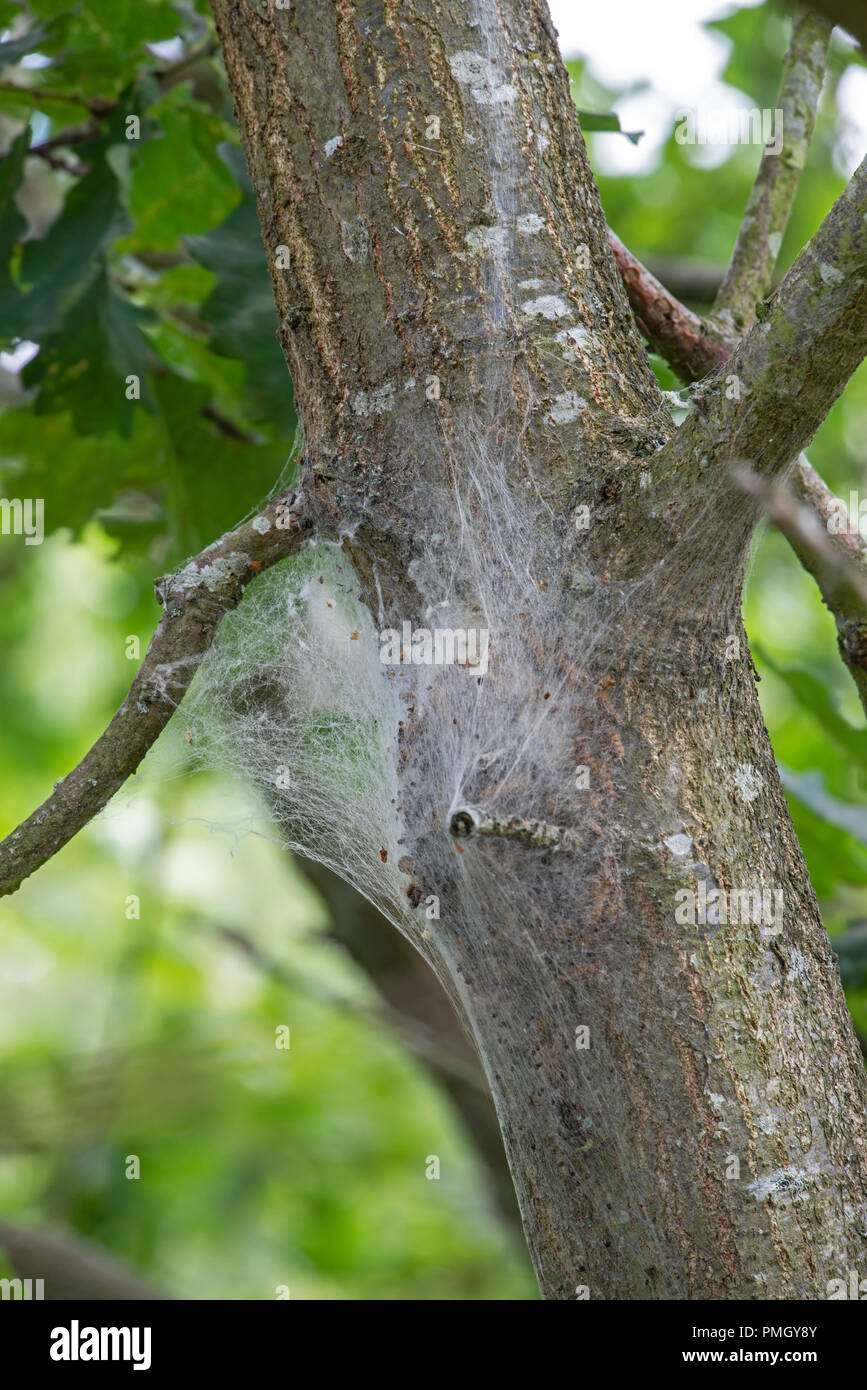 Oak processionary moth (Thaumetopoea processionea) Nest in Oak tree