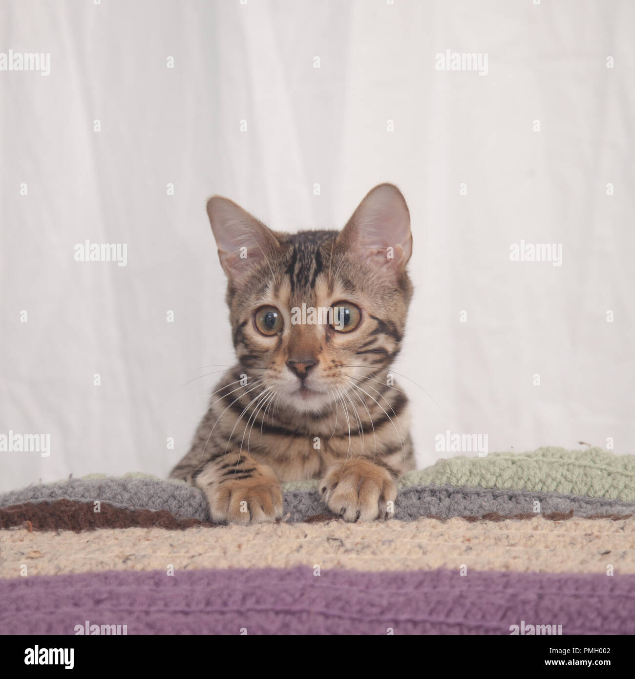 6 Month Old Bengal Cat