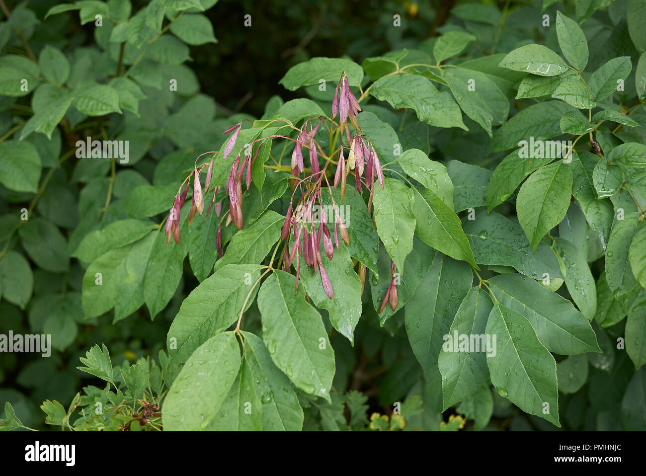 Fraxinus ornus branch with fruit Stock Photo