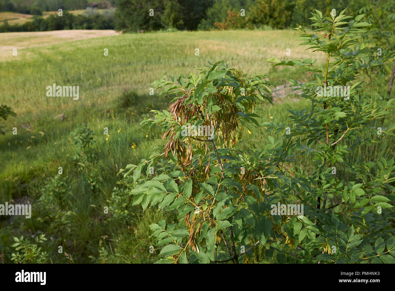 Fraxinus ornus branch with fruit Stock Photo