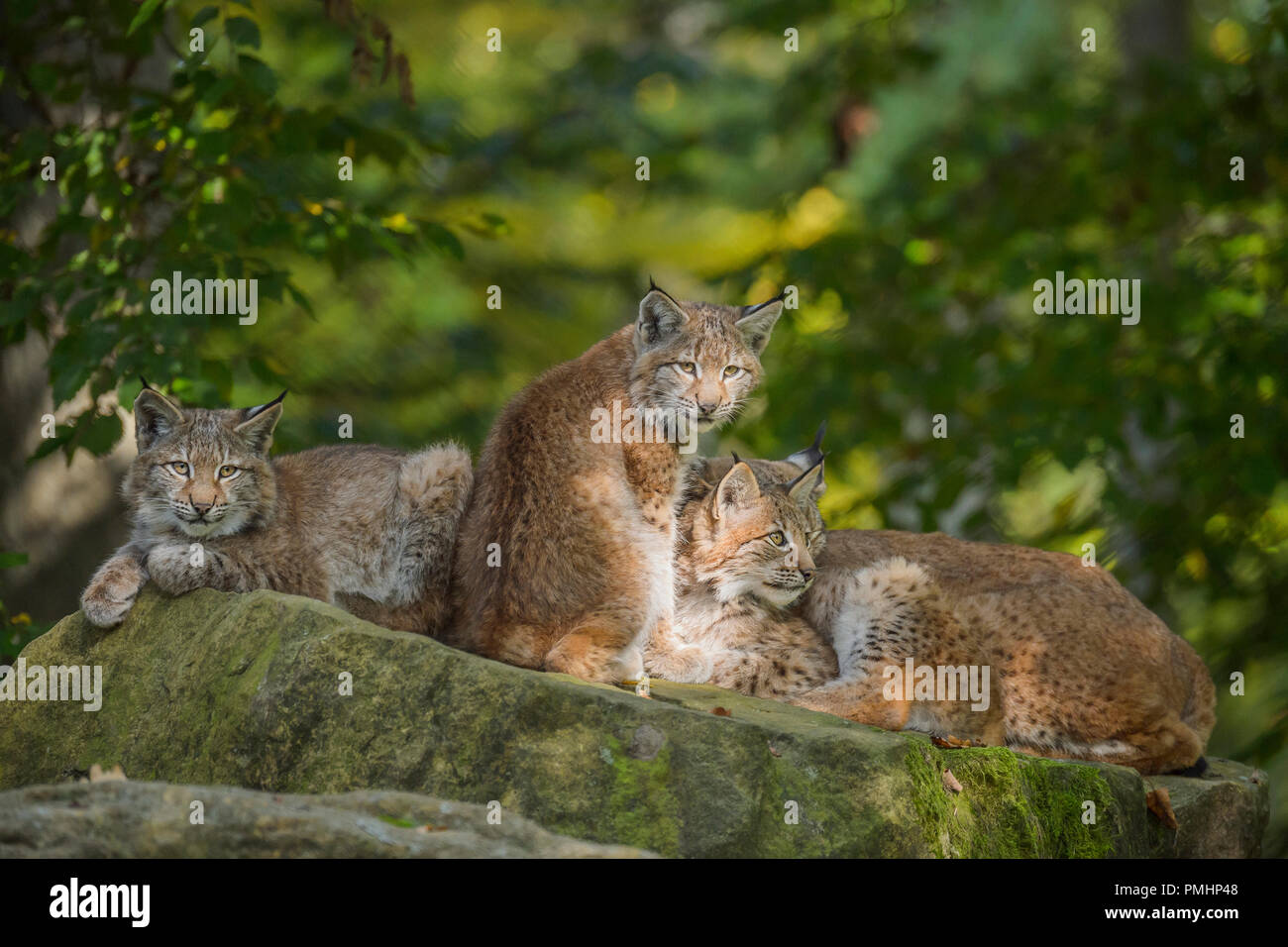 Eurasian Lynx, Lynx lynx, Three Kittens, Germany, Europe Stock Photo ...