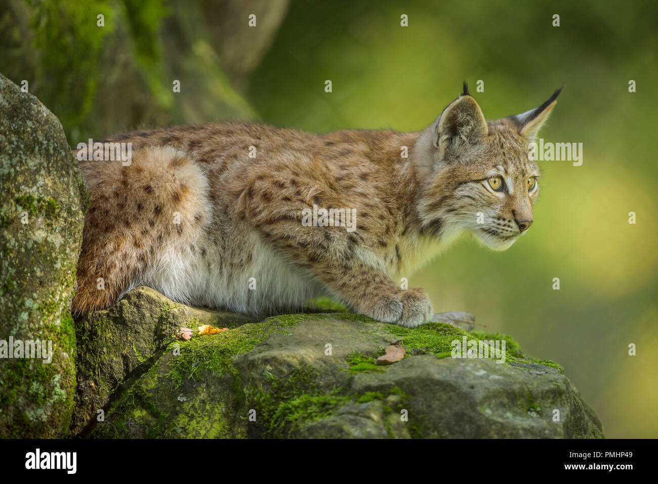 Eurasian Lynx, Lynx lynx, Kitten, Germany, Europe Stock Photo - Alamy