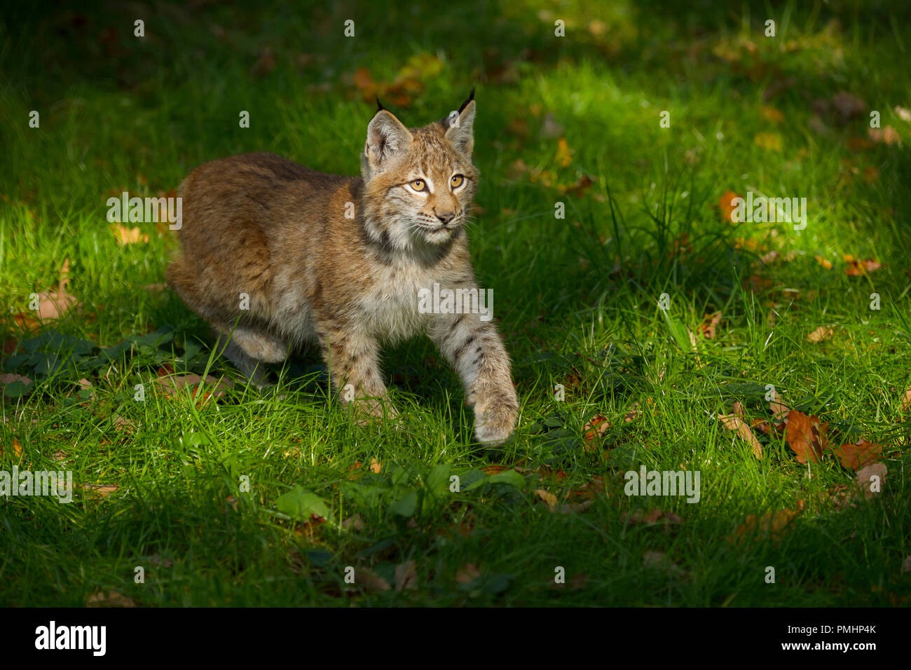 Eurasian Lynx, Lynx lynx, Kitten, Germany, Europe Stock Photo