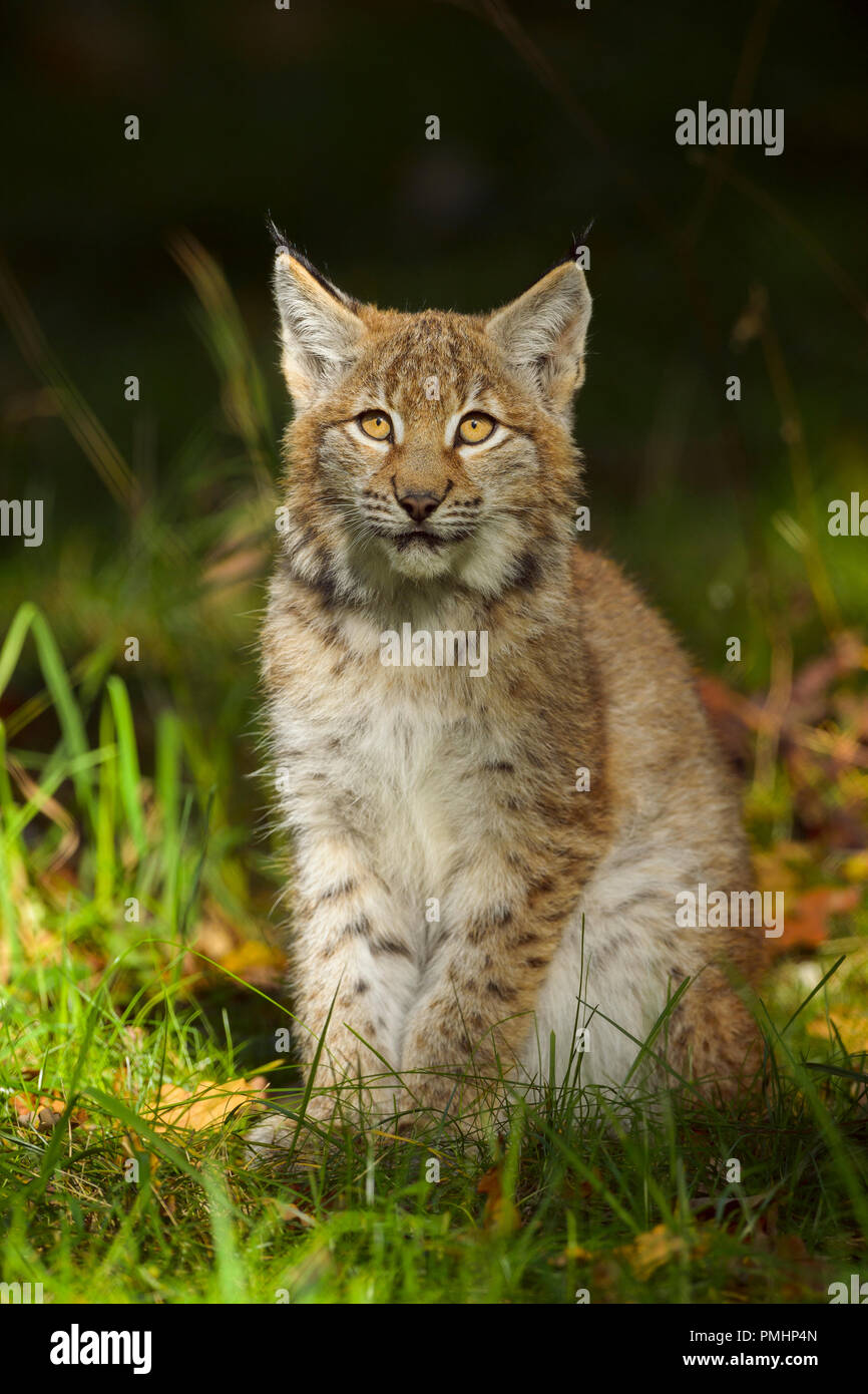 Eurasian Lynx, Lynx lynx, Kitten, Germany, Europe Stock Photo