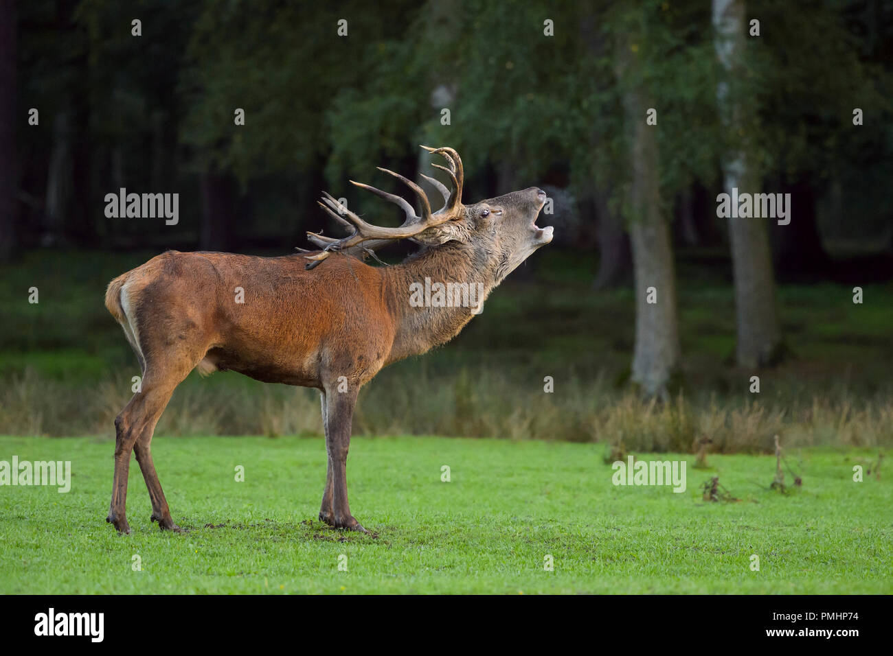 Red deer, Cervus elaphus, Male, in Rutting Season, Hesse, Germany Stock Photo