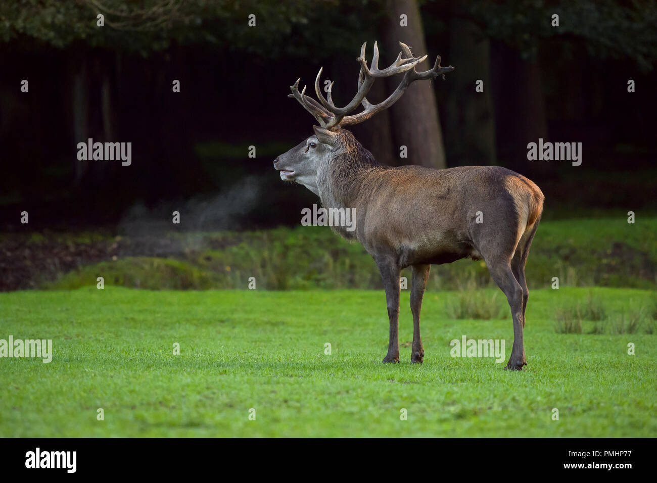 Red deer, Cervus elaphus, Male, Breath Condensing in Dusk, Hesse, Germany Stock Photo