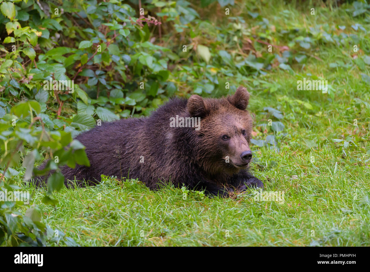 Brown Bear, Ursus arctos, Cub, Bavaria, Germany Stock Photo - Alamy