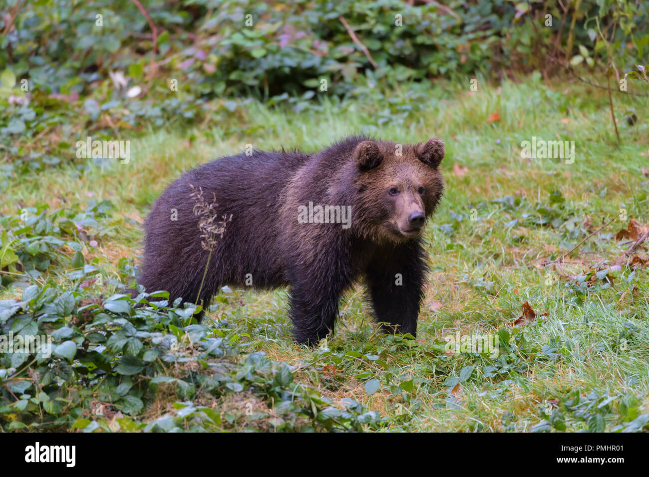 Cub Germany Brown Bear, Ursus arctos, Cub, Bavaria, Germany Stock Photo - Alamy