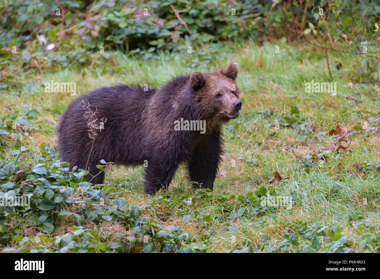 Brown Bear, Ursus arctos, Cub, Bavaria, Germany Stock Photo - Alamy