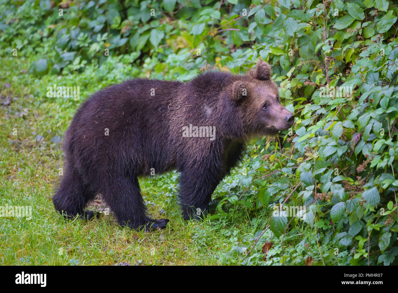 Cub Germany Brown Bear, Ursus arctos, Cub, Bavaria, Germany Stock Photo - Alamy