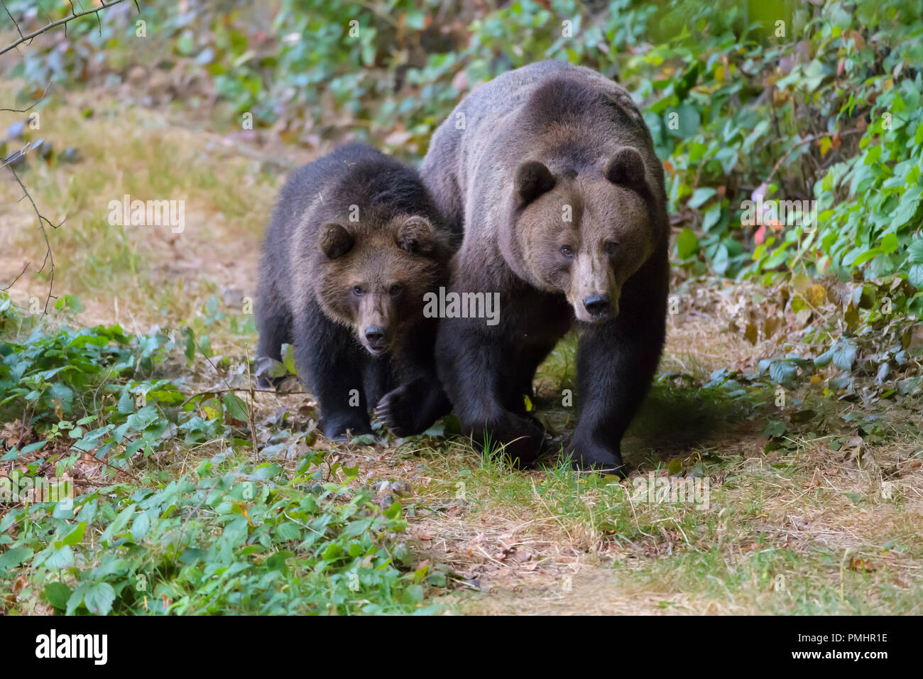 Brown Bear, Ursus arctos, Female with cub, Bavaria, Germany Stock Photo ...