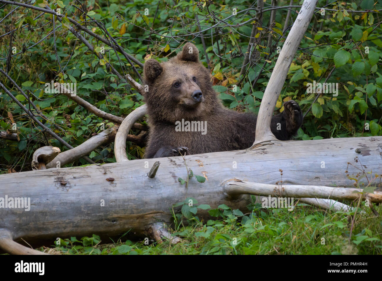 Brown Bear, Ursus arctos, Cub, Bavaria, Germany Stock Photo - Alamy