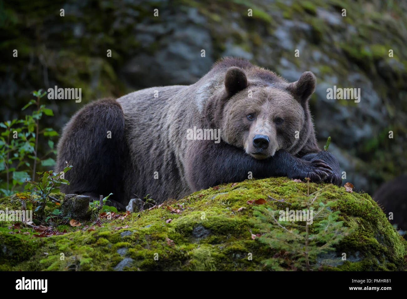 Brown Bear, Ursus arctos, Bavaria, Germany Stock Photo - Alamy
