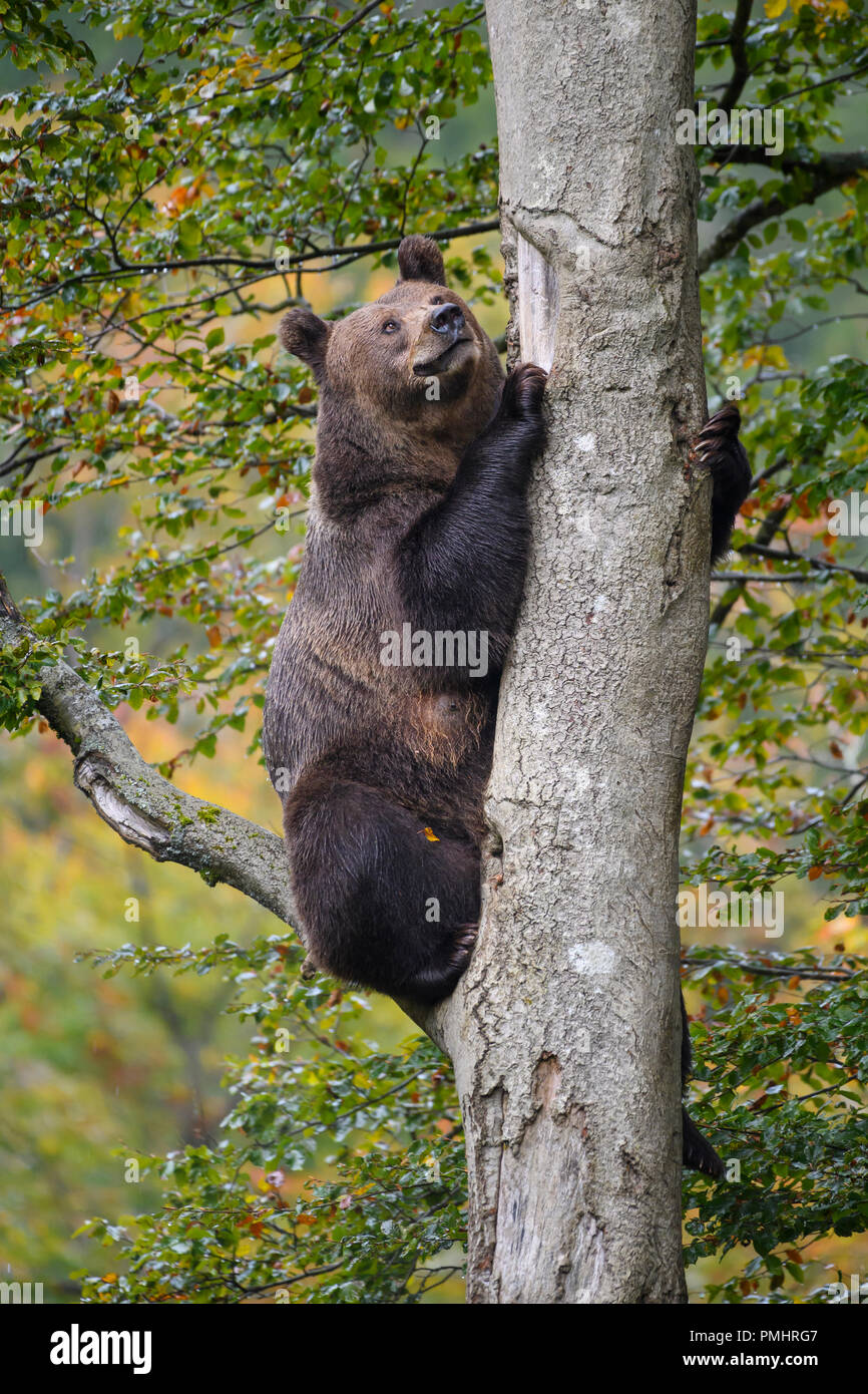 Brown Bear, Ursus arctos, Sitting in the tree, Bavaria, Germany Stock