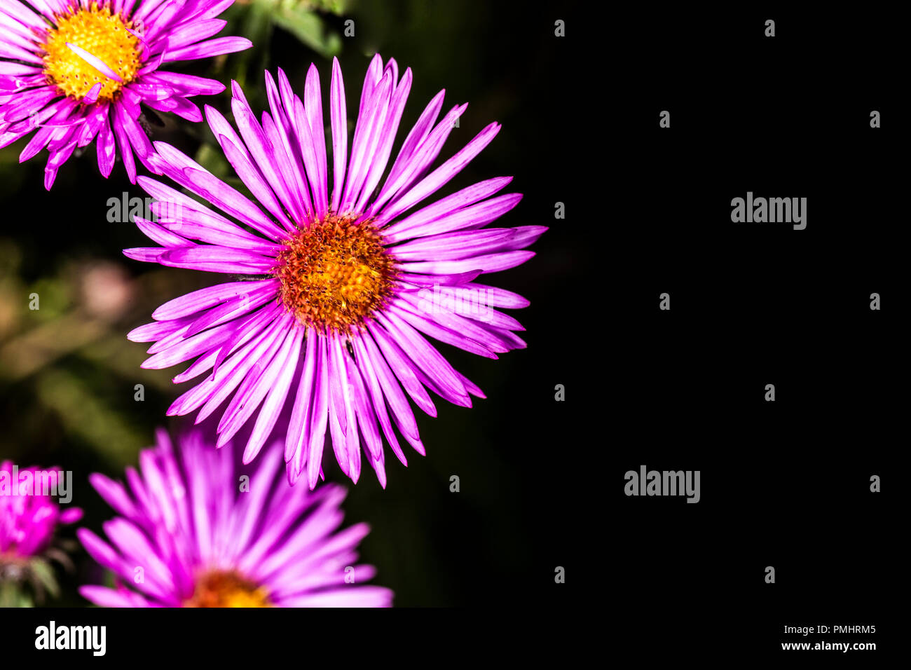 flowers Pyrethrum on a dark background with space for text Stock Photo