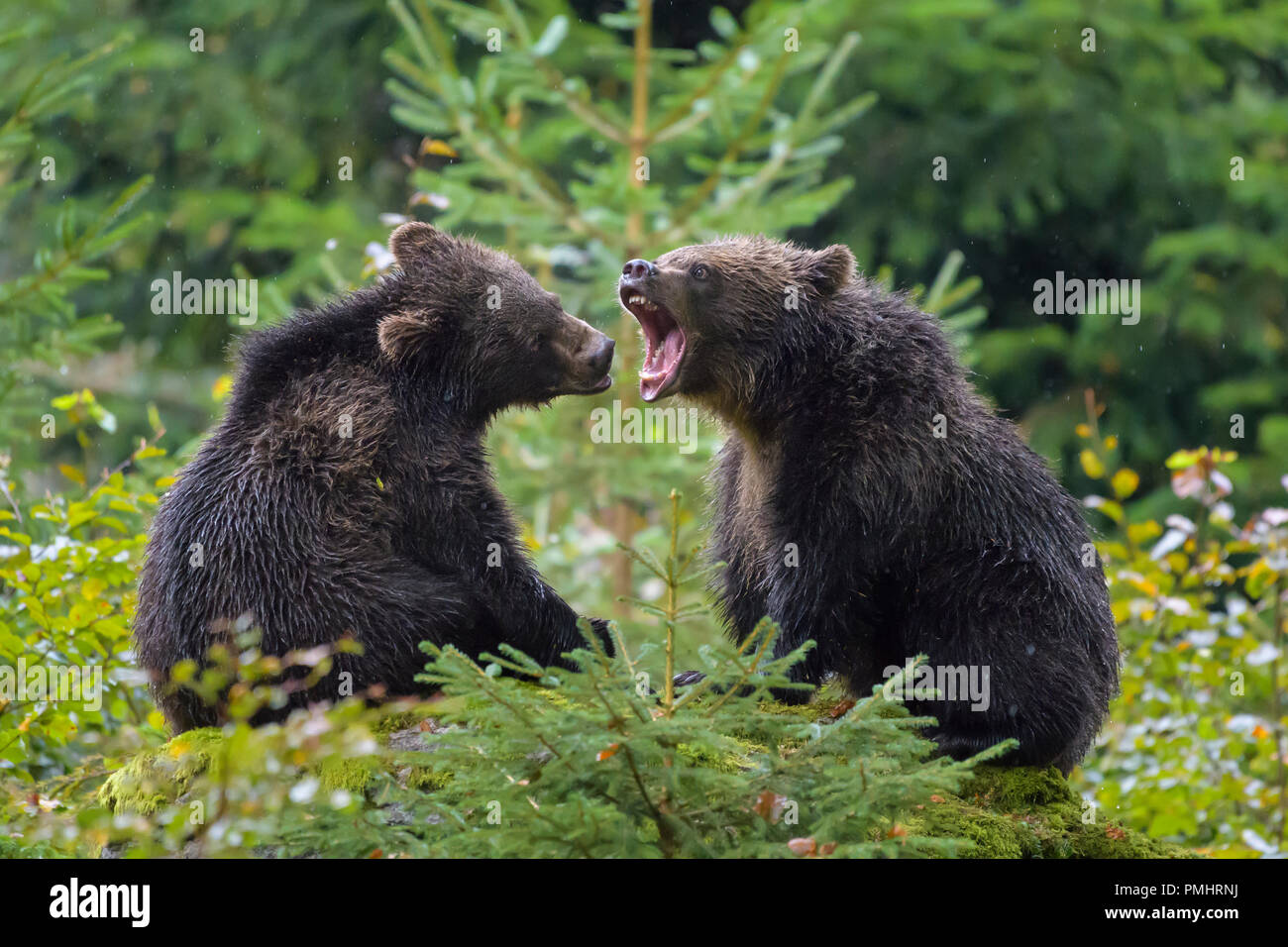 Brown Bear, Ursus arctos, Cubs fletching teeth, Bavaria, Germany Stock Photo