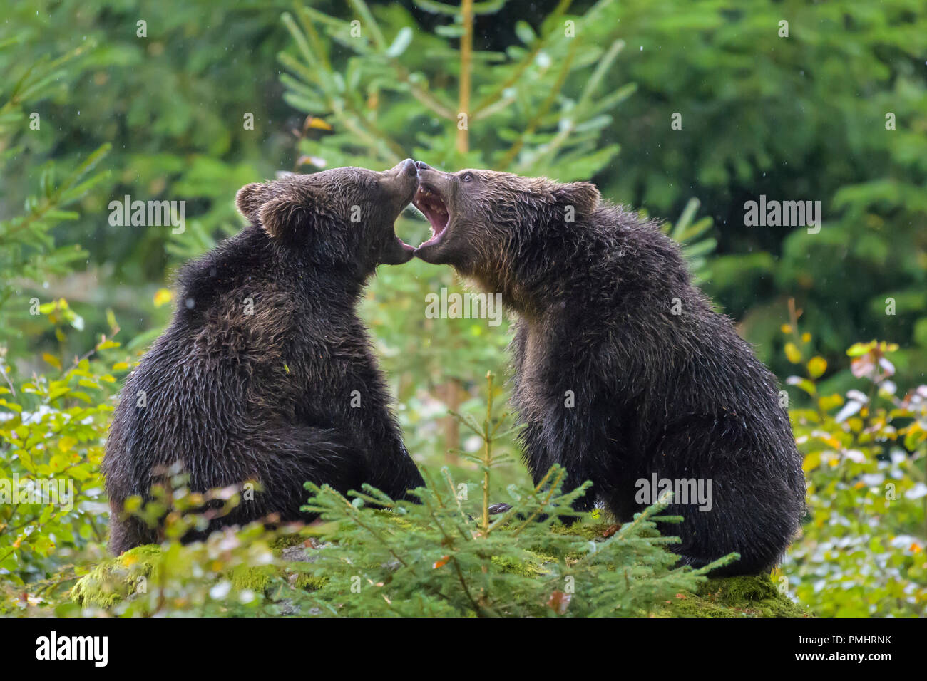 Brown Bear, Ursus arctos, Cubs fletching teeth, Bavaria, Germany Stock Photo