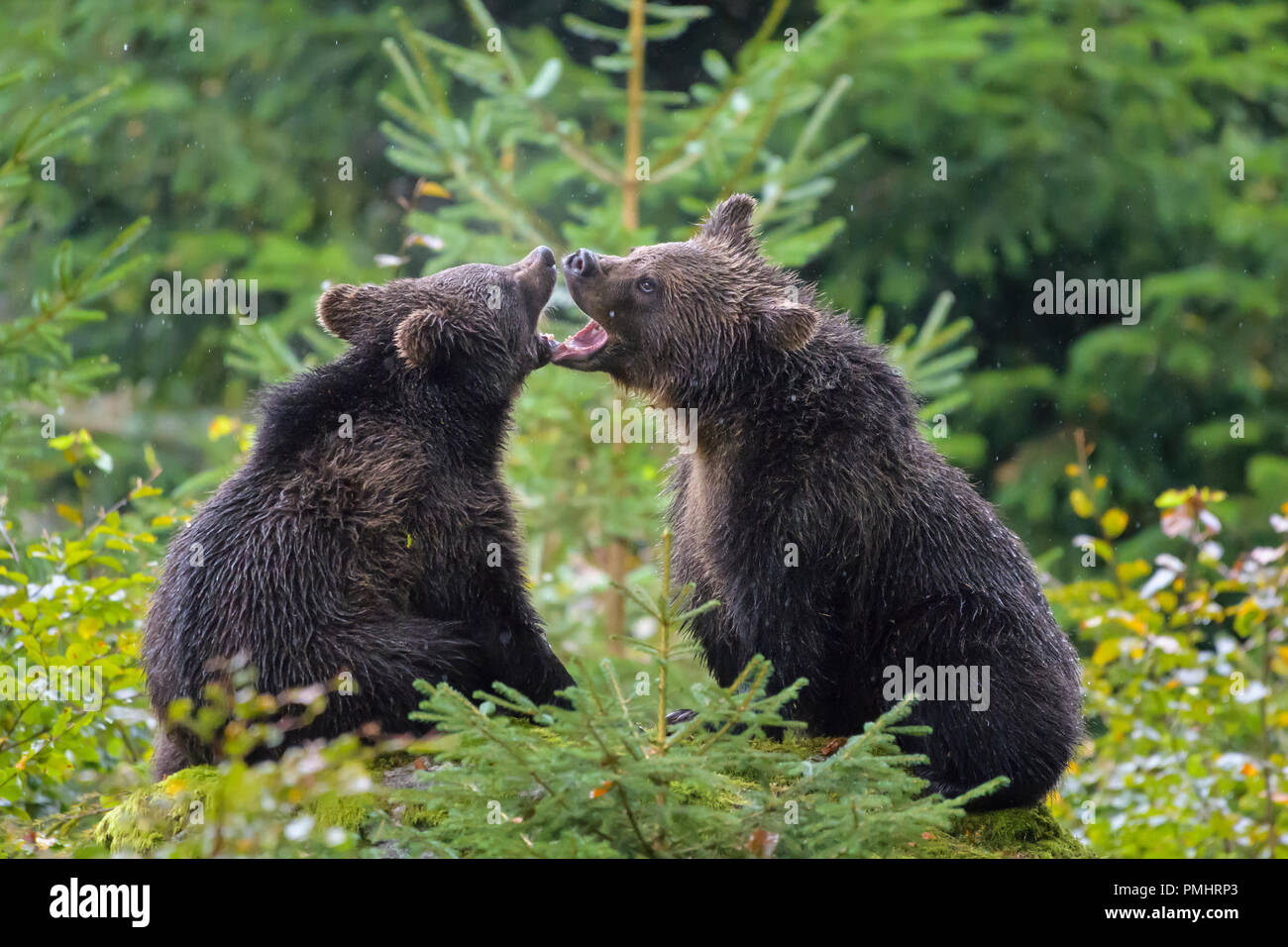 Brown Bear, Ursus arctos, Cubs fletching teeth, Bavaria, Germany Stock Photo