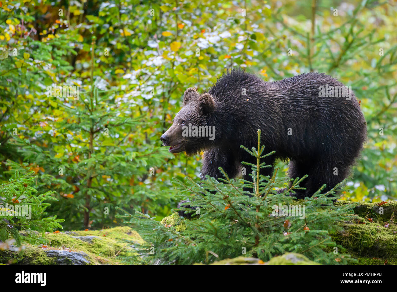 Brown Bear, Ursus arctos, Cub, Bavaria, Germany Stock Photo - Alamy