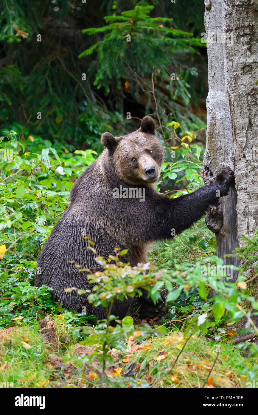 Brown Bear, Ursus arctos, Bavaria, Germany Stock Photo - Alamy