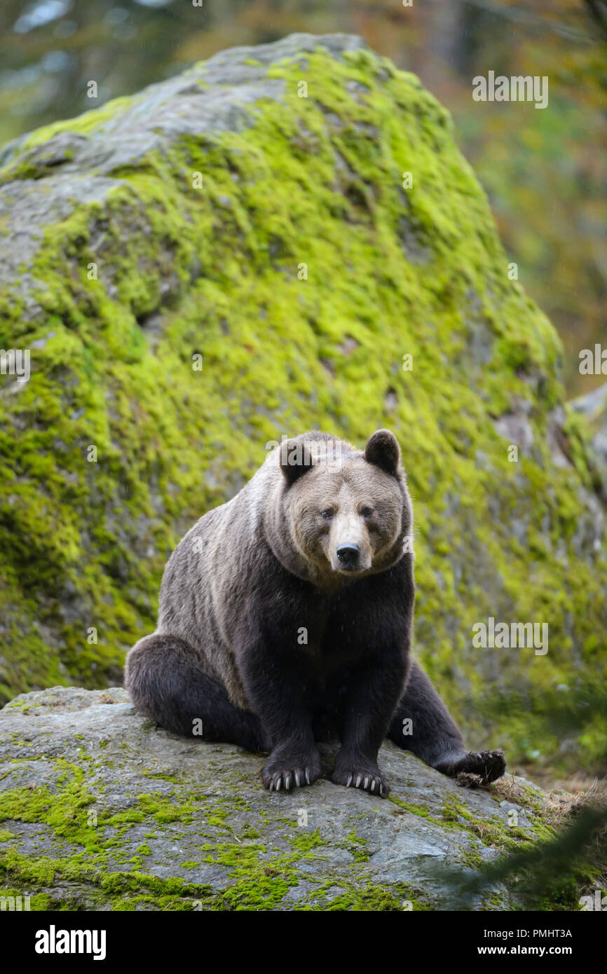 Brown Bear, Ursus arctos, Bavaria, Germany Stock Photo - Alamy