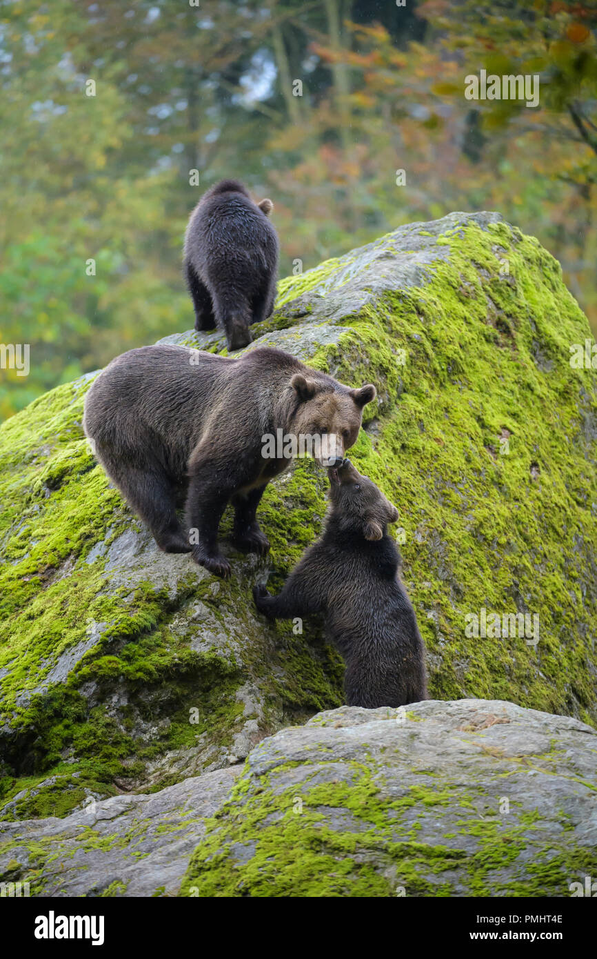 Brown Bear, Ursus arctos, Female with cubs, Bavaria, Germany Stock Photo