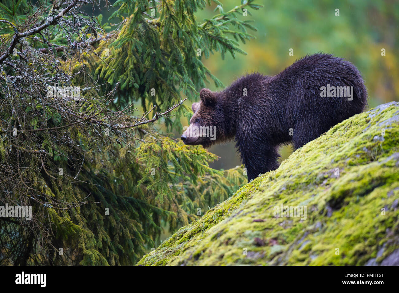 Brown Bear, Ursus arctos, Cub, Bavaria, Germany Stock Photo - Alamy