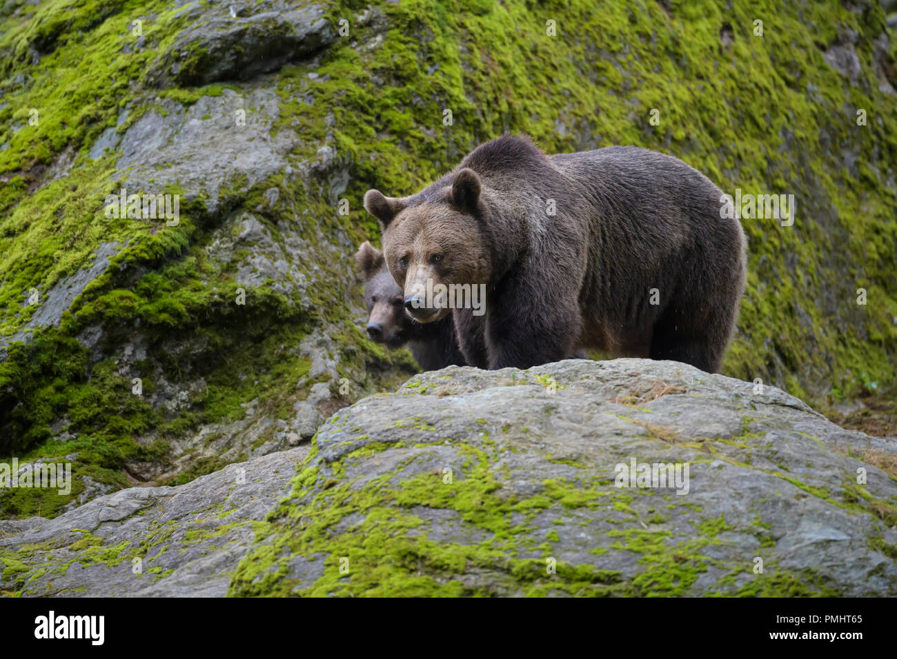 Brown Bear, Ursus arctos, Female with cub, Bavaria, Germany Stock Photo ...