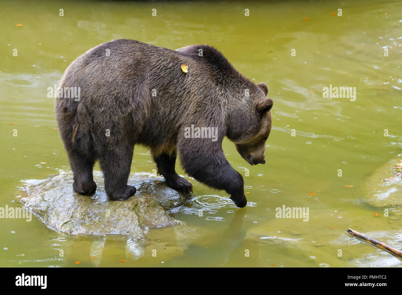 Brown Bear, Ursus arctos, in pond, Bavaria, Germany Stock Photo - Alamy