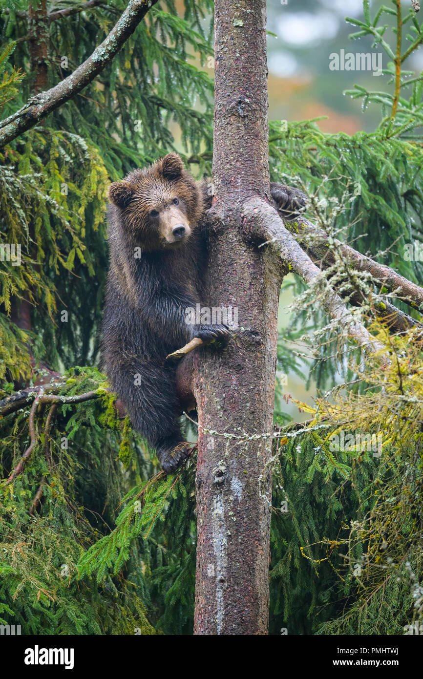Brown Bear, Ursus arctos, Cub in tree, Bavaria, Germany Stock Photo - Alamy
