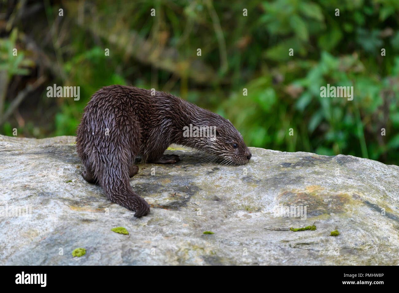 Otter, lutra lutra, Young otter, Bavaria, Germany, Europe Stock Photo