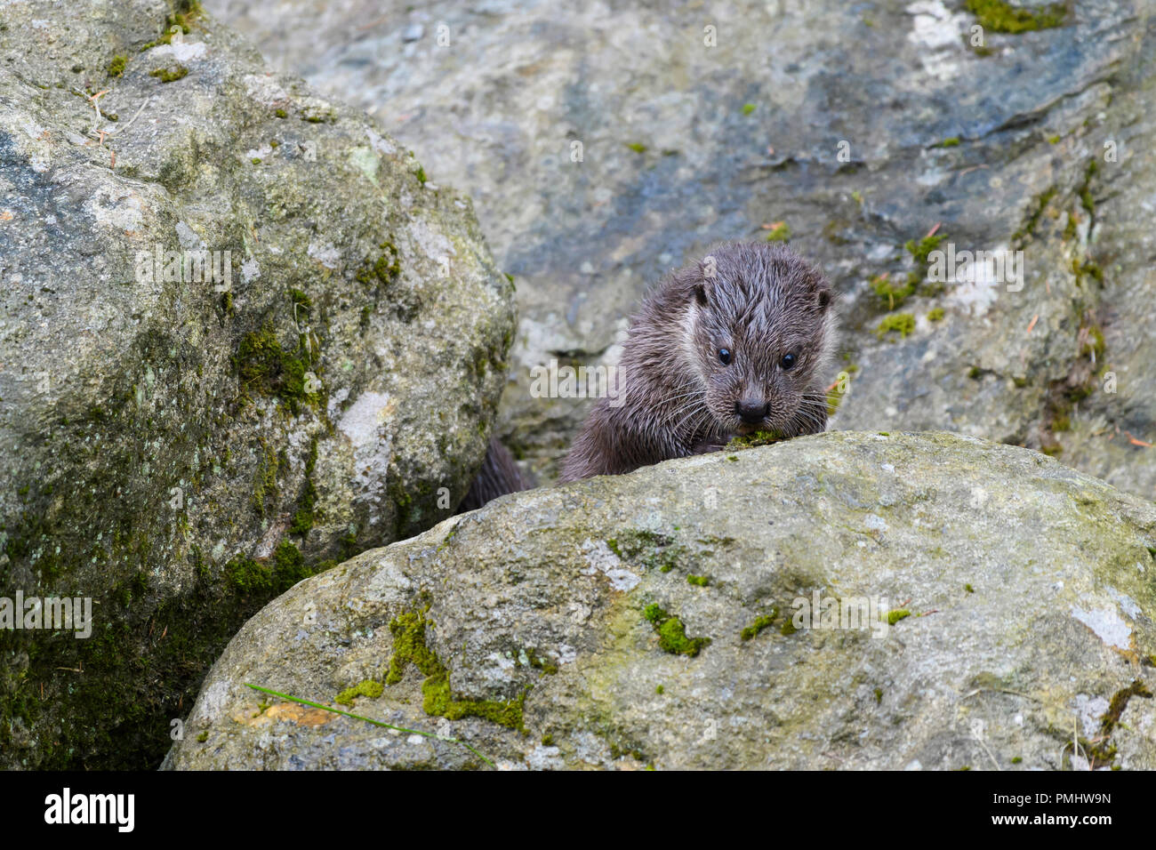 Otter, lutra lutra, Young otter, Bavaria, Germany, Europe Stock Photo