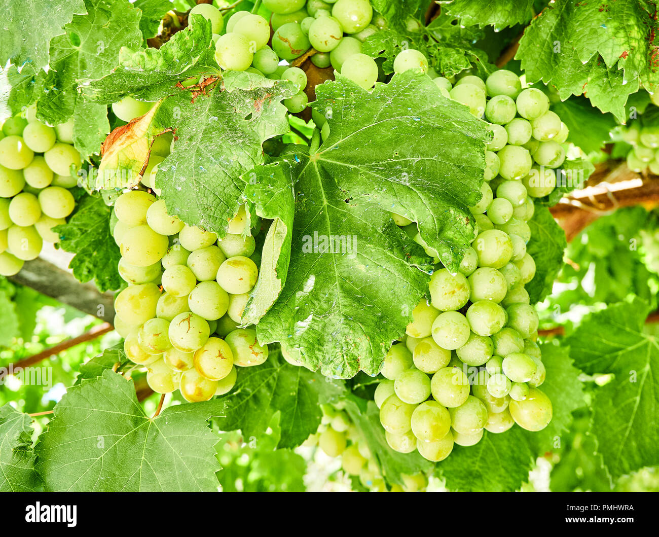 White grapes in the vineyard hires stock photography and images Alamy