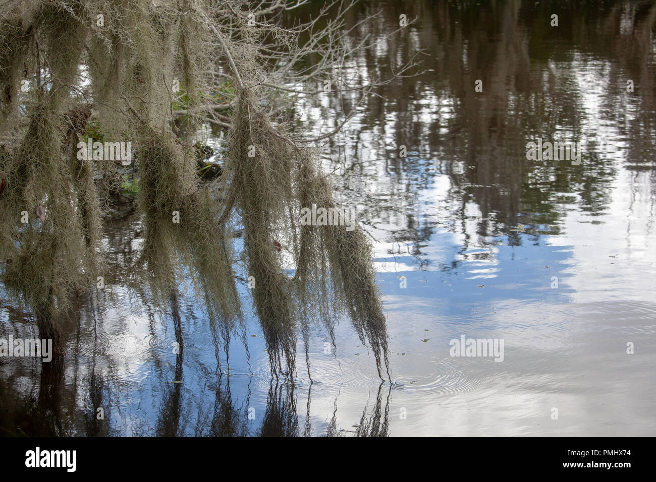 Trees on the Bayou New Orleans Stock Photo Alamy