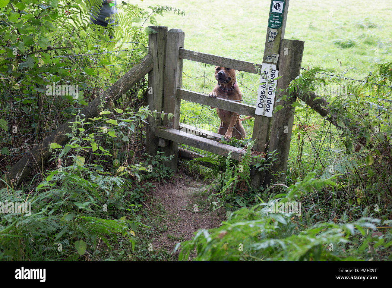 A Staffordshire Bull Terrier on a long lead peers through the wire of a stile in the English countryside, on 10th September 2018, near Lingen, Herefordshire, England UK. Before entering the field where sheep are grazing, all dogs are required to be on leads to avoid sheep worrying which can result in prosecution by irresponsible dog owners. Stock Photo