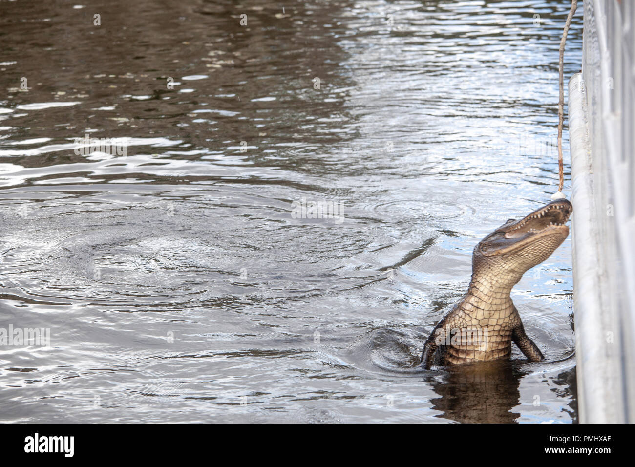 alligator in New Orleans Bayou Stock Photo