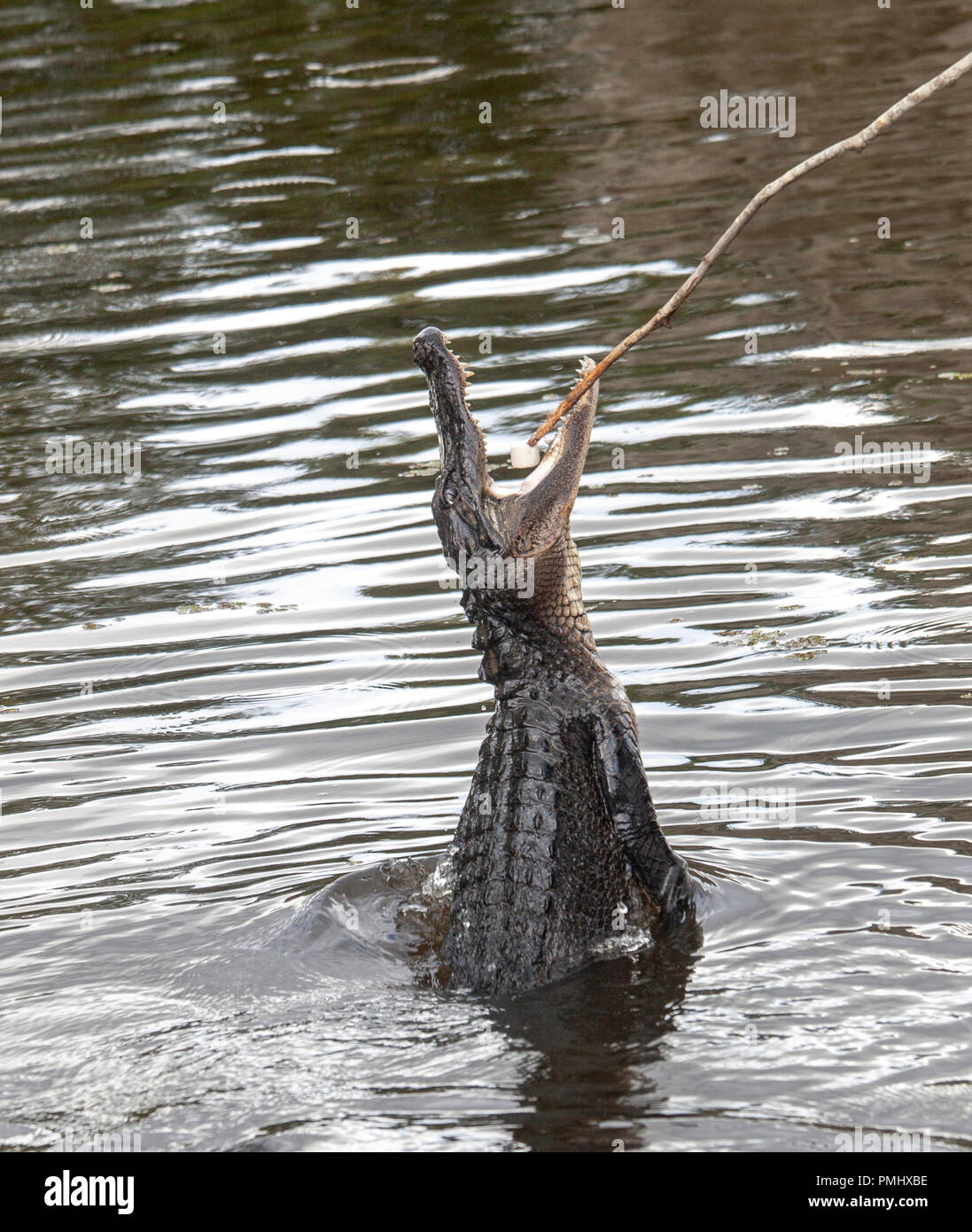 alligator in New Orleans Bayou Stock Photo
