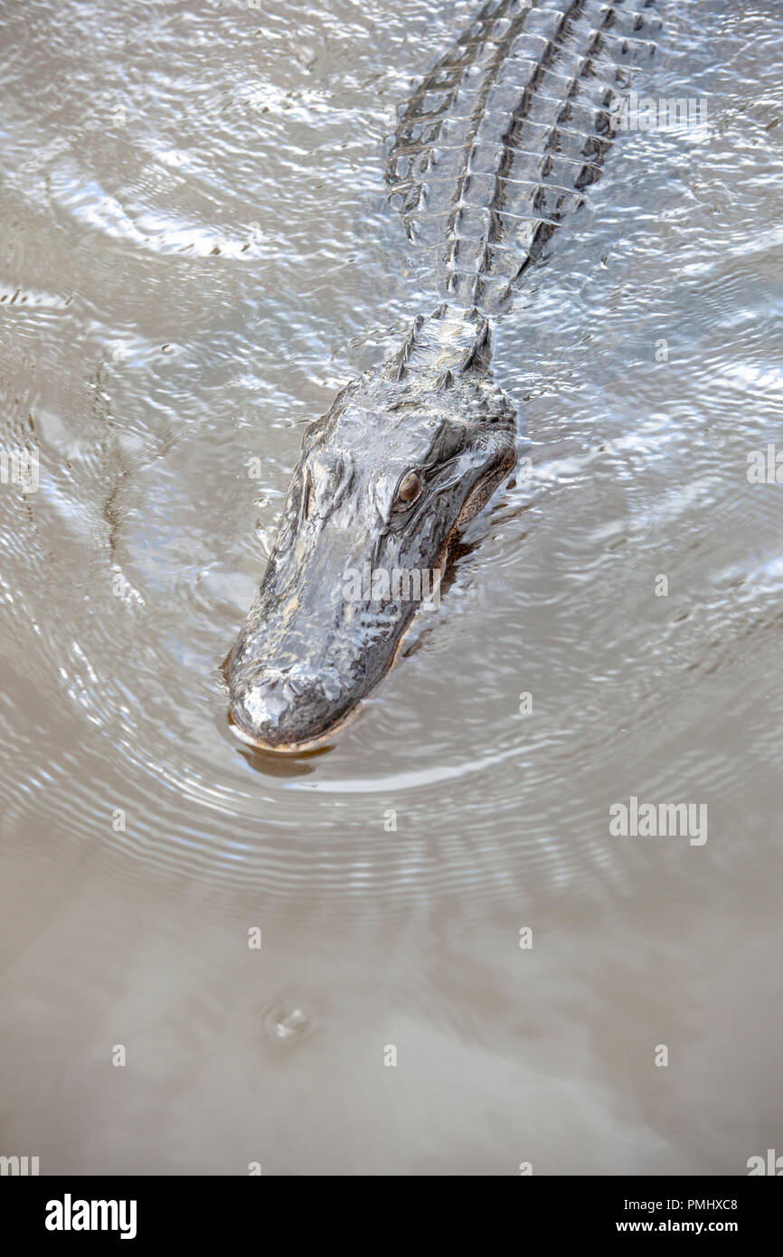 alligator in New Orleans Bayou Stock Photo