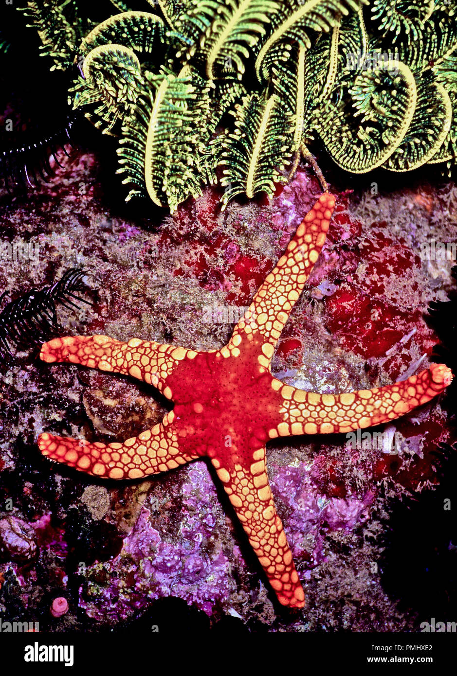 Feed mainly on sponges hires stock photography and images Alamy