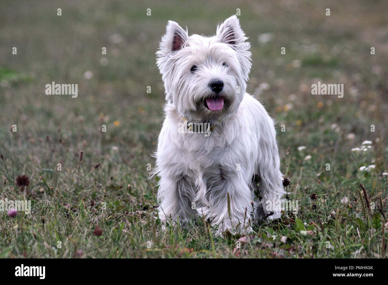 West Highland Black Terrier High Resolution Stock Photography And Images Alamy