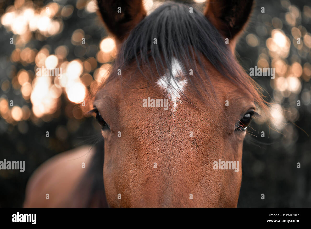 Close Up With The Face Of A Brown Horse With Black Hair And A