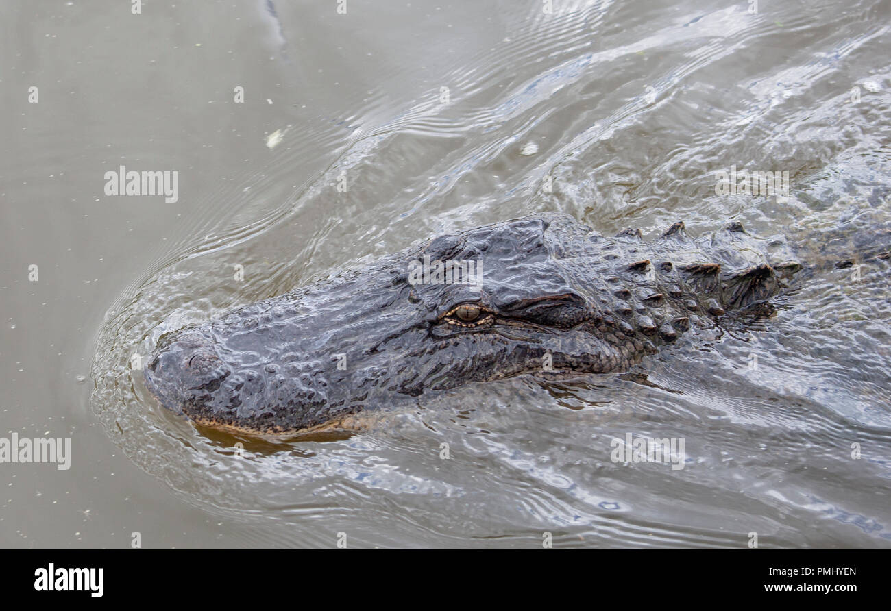 alligator in New Orleans Bayou Stock Photo Alamy