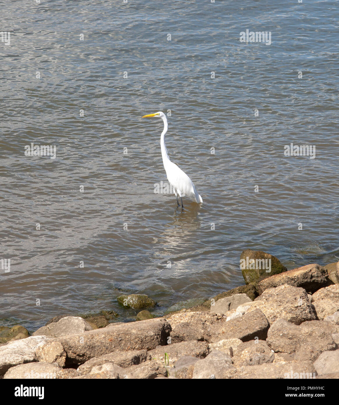 Common Egret  in the Mississipi Stock Photo