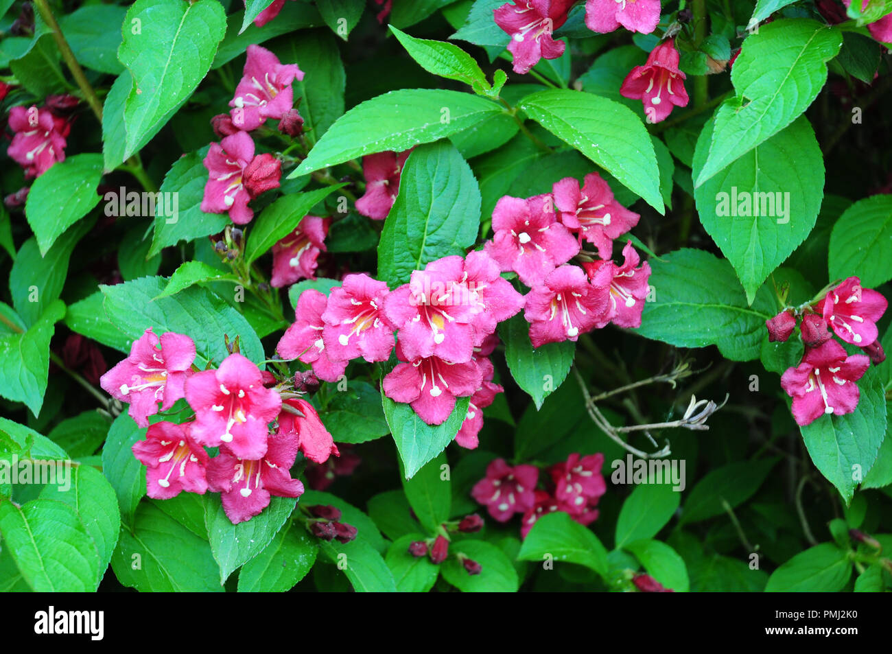 Flowers and leaves of Weigela Bristol Ruby. Stock Photo