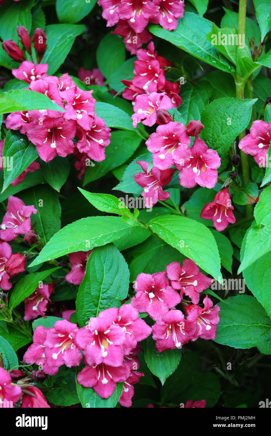 Flowers and leaves of Weigela Bristol Ruby. Stock Photo