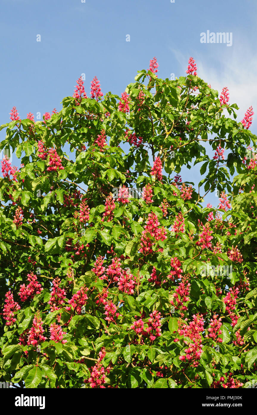 Flowers of Red Horsechestnut tree, Aesculus x Carnea in bloom. Stock Photo