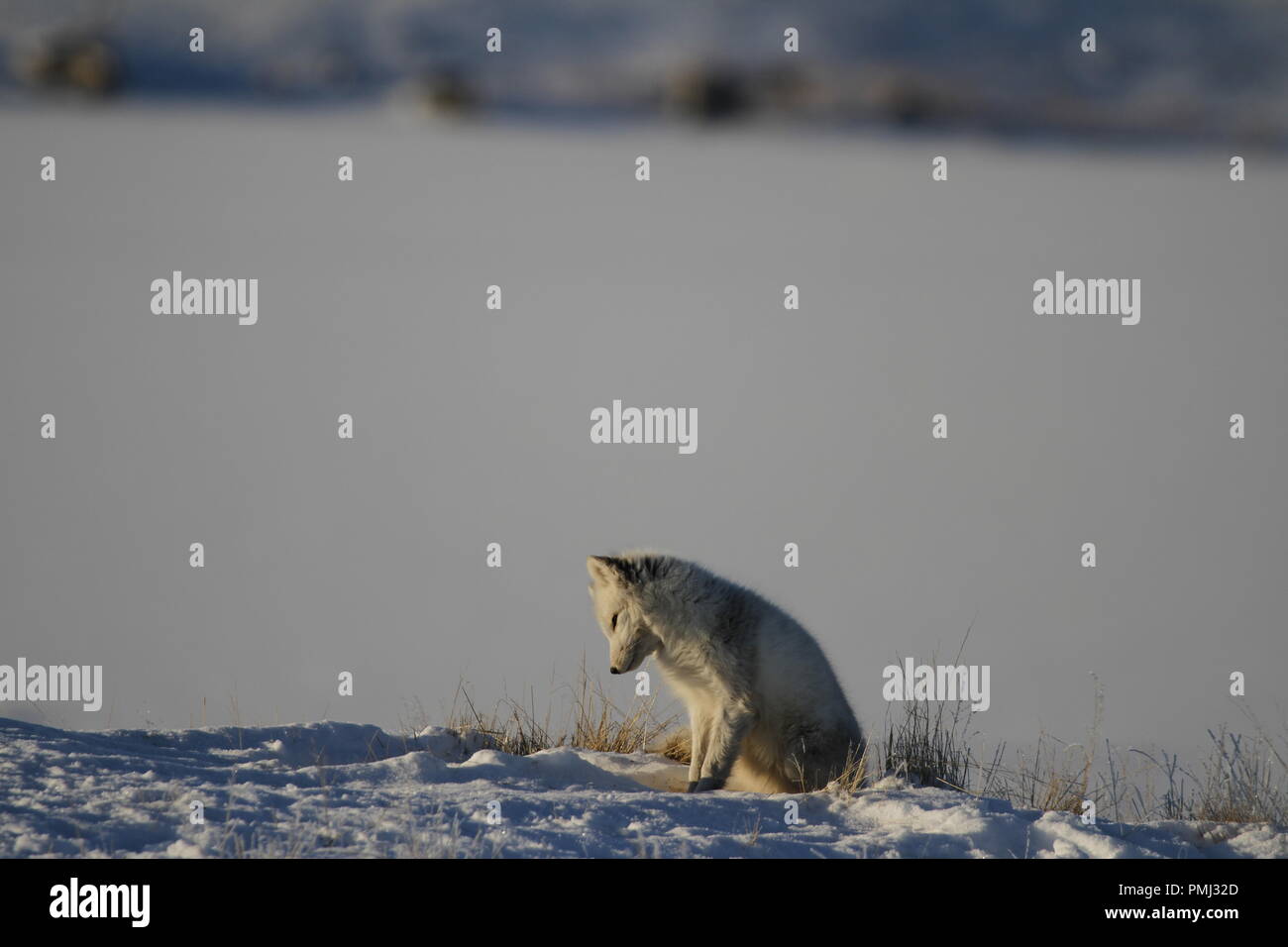 Arctic fox, Vulpes Lagopus, playing and hunting near a fox den in snowy spring conditions, Cambridge Bay, Nunavut Stock Photo