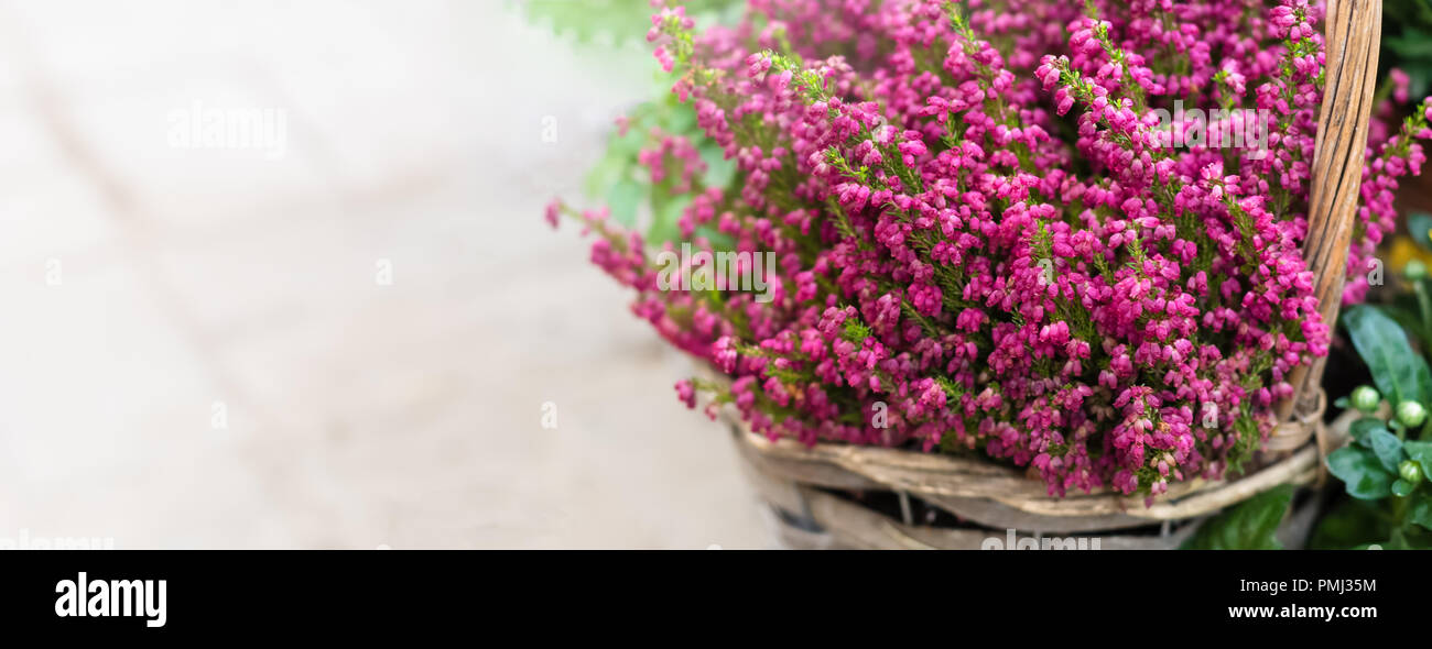 Cultivated potted pink calluna vulgaris or common heather flowers in sunlight, banner, toned Stock Photo