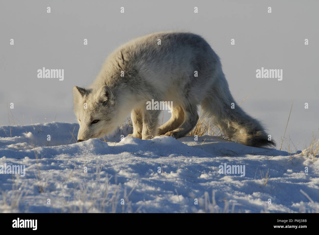 Arctic fox, Vulpes Lagopus, hunting around in snowy spring conditions, Cambridge Bay, Nunavut Stock Photo